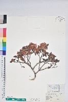 藏品(臺灣高山杜鵑)的圖片