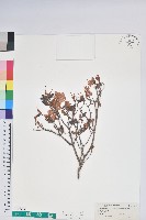 藏品(臺灣高山杜鵑)的圖片