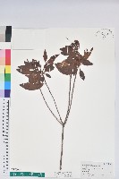 藏品(金毛杜鵑)的圖片