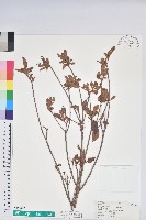 藏品(金毛杜鵑)的圖片