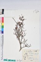 藏品(細葉杜鵑、南湖杜鵑、志佳陽杜鵑)的圖片