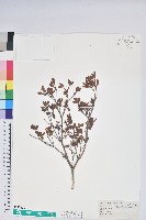 藏品(志佳陽杜鵑)的圖片