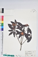 藏品(森氏杜鵑、森氏滿江紅)的圖片