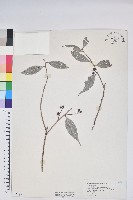 藏品(珍珠花、長尾葉越橘)的圖片
