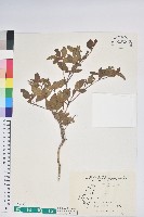 藏品(紅毛杜鵑)的圖片