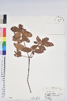 藏品(金毛杜鵑)的圖片