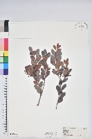 藏品(凹葉越橘)的圖片