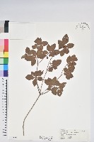 藏品(紅毛杜鵑)的圖片