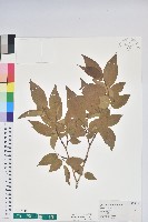 藏品(南燭)的圖片