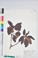 藏品(玉山杜鵑)的圖片