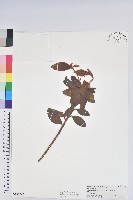 藏品(金毛杜鵑)的圖片