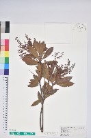 藏品(臺灣馬醉木)的圖片