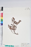 藏品(臺灣高山杜鵑)的圖片