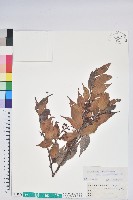 藏品(珍珠花、長尾葉越橘)的圖片