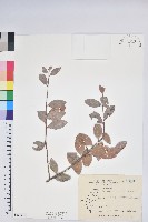 藏品(凹葉越橘)的圖片