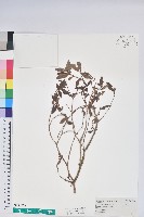 藏品(臺灣高山杜鵑)的圖片