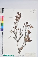 藏品(大武杜鵑)的圖片