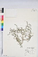 藏品(匐根大戟)的圖片