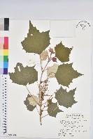 藏品(台灣白匏子)的圖片