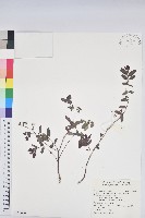 藏品(紫斑大戟)的圖片