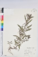 藏品(鐵莧菜)的圖片