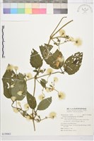 藏品(銹毛鐵線蓮)的圖片