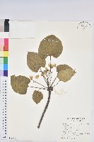 藏品(三年桐、光桐)的圖片