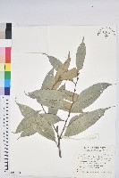 藏品(星刺栲、羅浮錐)的圖片
