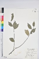 藏品(長尾尖葉櫧)的圖片