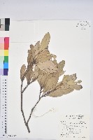 藏品(台灣石櫟)的圖片