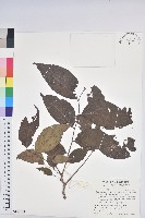 藏品(披針葉饅頭果)的圖片