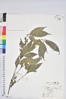 藏品(錐果櫟)的圖片