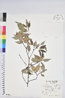 藏品(長尾尖葉櫧)的圖片