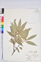 藏品(捲斗櫟)的圖片