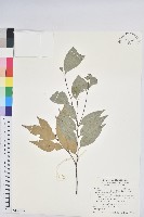 藏品(長尾尖葉櫧)的圖片