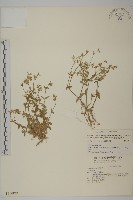 藏品(薄葉玉心花)的圖片