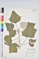 藏品(白匏子)的圖片