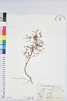 藏品(葉下珠、珠仔草)的圖片