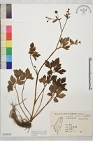 藏品(辣子草、揚子毛茛)的圖片