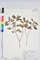 藏品(白苞猩猩草)的圖片