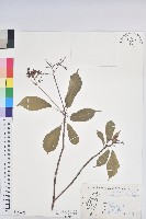 藏品(琴葉櫻)的圖片