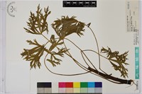 藏品(臺灣烏頭)的圖片