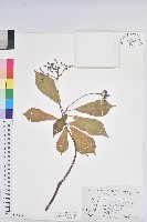 藏品(琴葉櫻)的圖片