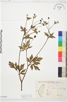 藏品(毛茛)的圖片