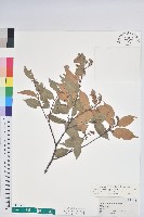 藏品(長尾栲、長尾柯、長尾尖葉櫧)的圖片