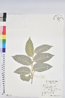 藏品(鐵色)的圖片