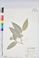 藏品(鐵色)的圖片