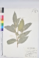 藏品(鐵色)的圖片