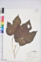 藏品(蟲屎)的圖片