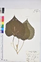 藏品(蟲屎)的圖片